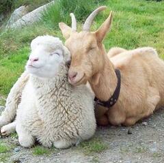 Cute Animals: நண்பேண்டா...இணையத்தை கலக்கும் விலங்குகளின் க்யூட் போட்டோஸ்!