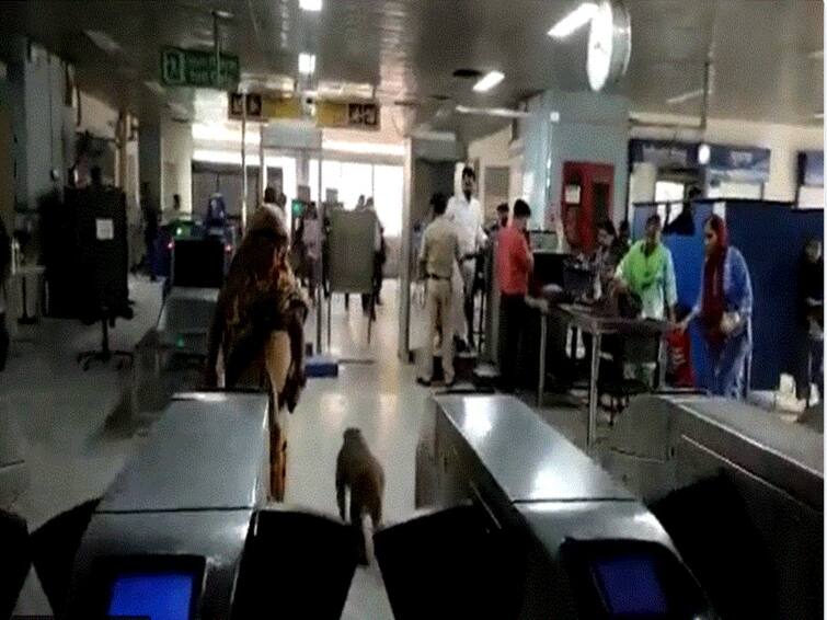WATCH Monkey Roams Around In Delhi Metro Station Clears Security Check WATCH: Monkey Roams Around In Delhi Metro Station, Clears Security Check