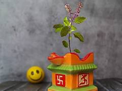Tulsi Root Benefit: तुलसी की जड़ है बेहद चमत्कारी, इन उपायों से दूर करें आर्थिक तंगी