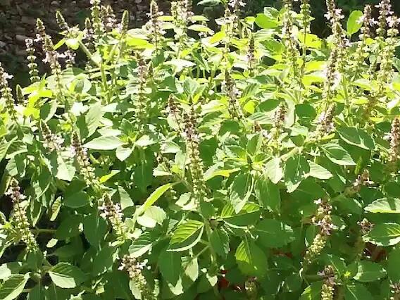 તુલસી વિવાહ પછી તુલસી મંગલાષ્ટકનો પાઠ કરવો જોઈએ, તેનાથી વિવાહિત જીવનમાં સુખ આવે છે અને પતિ-પત્ની વચ્ચે પ્રેમની ભાવના જાગે છે. સાંજના પૂજન પછી તુલસીને પીળુ કપડું બાંધો, એવું કહેવાય છે કે તેનાથી વેપારમાં વધારો થાય છે.