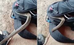 Video: ਖੁੱਲ੍ਹੇ ਬੈਗ ਨੂੰ ਦੇਖ ਕੇ ਜ਼ਹਿਰੀਲੇ ਸੱਪ ਨੇ ਲੁੱਕਣ ਲਈ ਬਣਾਈ ਆਪਣੀ ਥਾਂ, ਵੀਡੀਓ ਦੇਖ ਕੇ ਹੋ ਜਾਉਗੇ ਹੈਰਾਨ