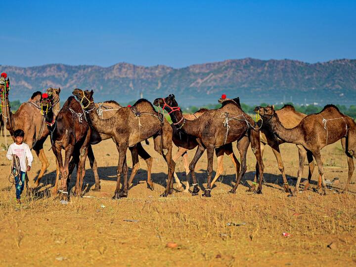 Pushkar Fair is also known as the largest camel fair of the country. However, as per reports, there will be no cattle fair due to the spread of lumpy skin disease this year. The image shows a camel herder with his stock near Pushkar. (Source: PTI)