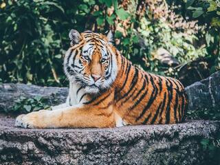 Woman kisses tiger cubs, viral video delights netizens Watch Video: என்னப்பா இது..! புலிக்கு ‘நச்’ முத்தம் கொடுத்த இளம்பெண்..! வைரலாகும் வீடியோ..