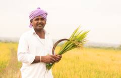 Photo : कोकणसह नंदूरबार जिल्ह्यात भात कापणीला सुरुवात