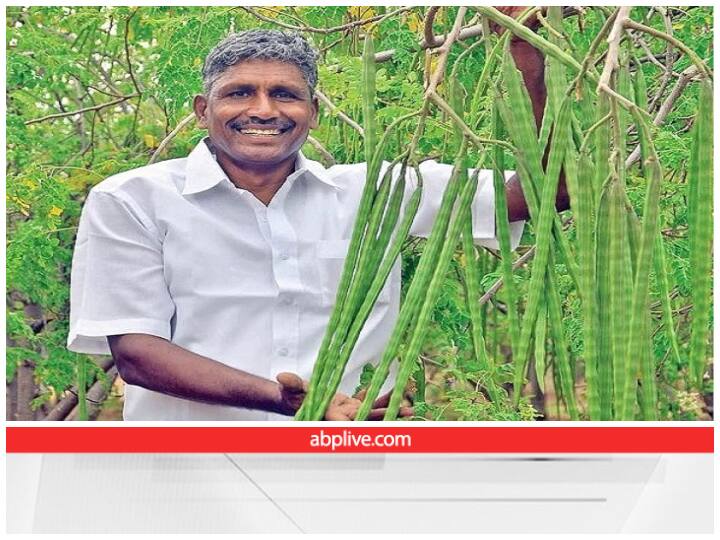Bihar Government Offer upto 37,000 subsidy for for drumstick cultivation Subsidy Offer: सहजन की हर्बल खेती के लिए 37,000 रुपये का अनुदान, मार्केटिंग में मदद करेगी सरकार