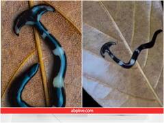 हैमरहेड शार्क की तरह दिखाई दिया रेंगने वाला अजीबोगरीब जीव, वीडियो वायरल