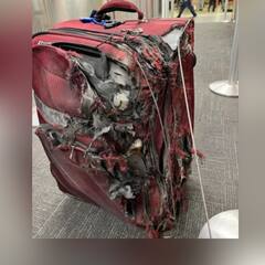 Shocking: ਹਵਾਈ ਯਾਤਰਾ ਪੂਰੀ ਕਰਨ 'ਤੇ ਅਜਿਹੀ ਹਾਲਤ 'ਚ ਮਿਲਿਆ ਸਾਮਾਨ, ਸੂਟਕੇਸ ਦੇਖ ਕੇ ਹੈਰਾਨ ਰਹਿ ਗਏ ਲੋਕ