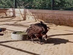 कन्याकुमारी से विमान से जोधपुर पहुंचा प्रवासी गिद्ध, पांच साल बाद अपने झुंड से मिलेगा