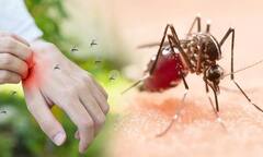 Dengue Facts : ਡੇਂਗੂ ਬੁਖ਼ਾਰ ਤੋਂ ਬਚਣਾ ਤਾਂ ਅੱਜ ਤੋਂ ਹੀ ਸ਼ੁਰੂ ਕਰ ਦਿਓ ਇਹ ਕੰਮ
