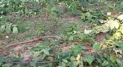 Balrampur: वन विभाग की लापरवाही से ग्रामीणों ने काटे 500 से ज्यादा पेड़, अब अवैध कब्जे की होड़, देखें तस्वीरें