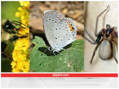 इकोसिस्टम में कीड़े निभाते हैं महत्वपूर्ण भूमिका! जानिए इस बारे में वैज्ञानिकों ने क्या कहा