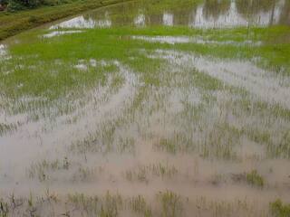 thiruvarur: 10,000 acres of paddy fields submerged in rain water in Tiruvarur TNN திருவாரூரில் மழை நீரில் மூழ்கிய  10 ஆயிரம் ஏக்கர் தாளடி நெற்பயிர்கள் - விவசாயிகள் கவலை
