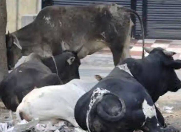 cattle will not left open in public ordinance issued to take action against cattle ranchers Stray Animals: ਜਨਤਕ ਥਾਂ 'ਤੇ ਪਸ਼ੂਆਂ ਨੂੰ ਖੁੱਲ੍ਹਾ ਛੱਡਣ 'ਤੇ  ਪਸ਼ੂ ਪਾਲਕਾਂ 'ਤੇ ਹੋਵੇਗੀ ਕਾਰਵਾਈ