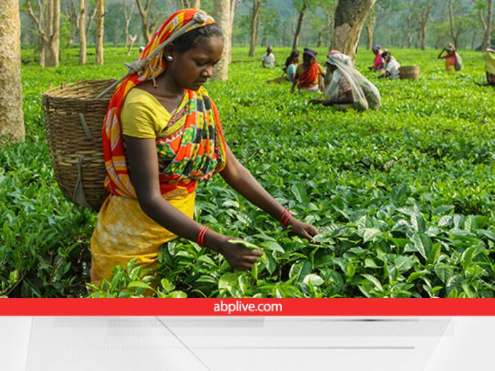 bihar Government Offer 50% subsidy 247000 grant for expansion of tea garden area ​Subsidy Offer: चाय की बढ़ती डिमांड है किसानों के लिए वरदान, इतने रुपये के अनुदान के साथ लगायें चाय का बागान