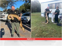 10 फुट लंबे बोआ सांप का हुआ रेस्क्यू, तस्वीर हो रही वायरल