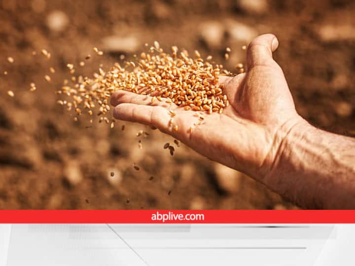 Wheat Price Hike: घरेलू बाजार में बढ़े दाम, बैन के बावजूद अप्रैल-अक्टूबर के बीच 12500 करोड़ रुपये का किया गया गेंहू निर्यात!