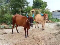 परभणीतल्या शिराळा गावाता 12 बैलांची जीभ कापल्याचा संशय, सर्व अहवाल निगेटिव्ह आल्यानं कोणताही रोग नसल्याचे स्पष्ट    