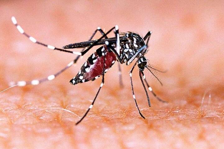 Dengue infection is not decreasing in Uttar Pradesh capital Lucknow and these two cities have maximum number of cases Dengue in UP: उत्तर प्रदेश में कम नहीं हो रहा है डेंगू का संक्रमण, राजधानी लखनऊ और इन दो शहरों में मिले हैं सबसे अधिक मामले