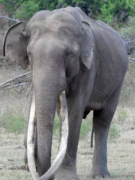 Elephant Study : மனிதர்களை விட யானைகள் எக்ஸ்பிரெஷனில் கில்லி!