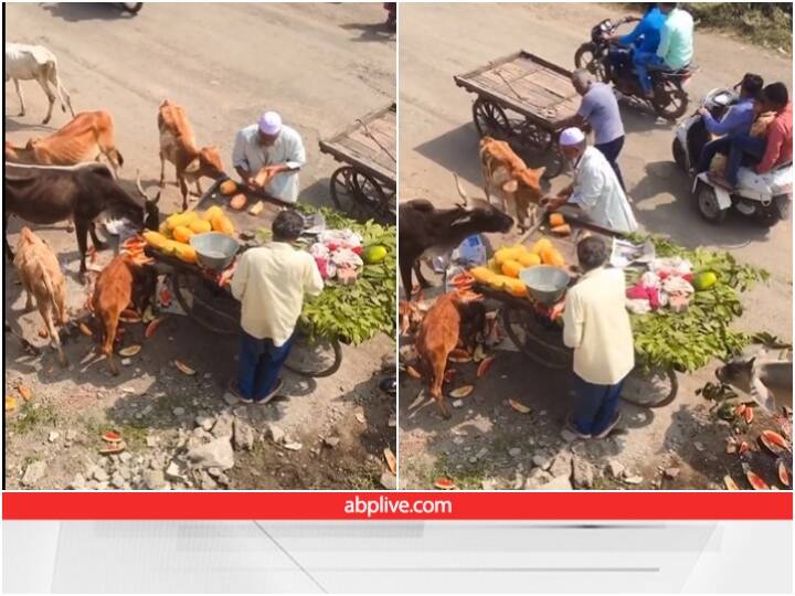 man selling fruits was seen feeding his fruits to stray animals standing on roadside Video: फल बेच रहे शख्स ने दिखाई दरियादिली, सड़क किनारे खड़ी गाय को खिलाए पपीते