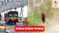 Dengue : প্রতিদিন  করে ডেঙ্গি আক্রান্ত হচ্ছেন প্রায় হাজার জন !