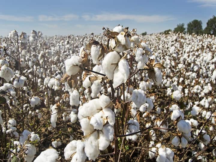 Maharashtra  Aurangabad News cotton price fell by Rs 300 in two days In Aurangabad Increase in farmers worries Cotton News: औरंगाबादेत कापसाचे दर दोन दिवसांत 300 रुपयांनी घसरले; शेतकऱ्यांच्या चिंतेत वाढ
