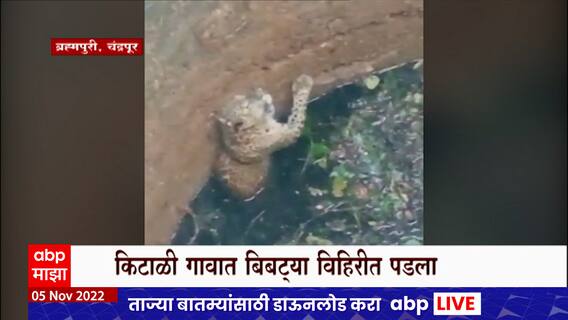 Leopard Chandrapur : सावजाचा पाठलाग करताना विहिरात पडला बिबट्या; ग्रामस्थ आणि वनविभागानं काढलं बाहेर