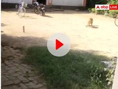 Viral Video: फीमेल डॉग जूली ने जान पर खेलकर घर में घुस रहे सांप को मारा डाला, वीडियो वायरल