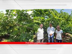 यशोगाथा! दुष्काळी भागात सीताफळाची बाग फुलवली; दीड एकरातून 12 लाखांचे उत्पन्नाची अपेक्षा