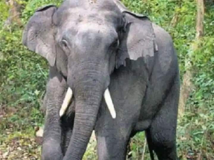 Chhattisgarh News elephant terror Men came out to defecate thrashed In Jashpur ANN Jashpur: जशपुर जिले में हाथी का उत्पात, शौच के लिए निकले व्यक्ति को सूंड में लपेटकर पटका, आईं गंभीर चोटें