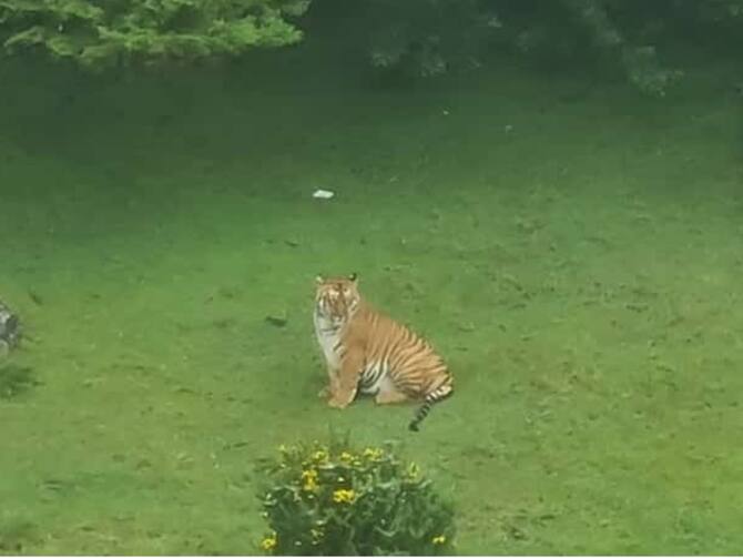 Watch | Tiger Preying On A Cow At Golf Course In Tamil Nadu's Ooty Watch | Tiger Preying On A Cow At Golf Course In Tamil Nadu's Ooty