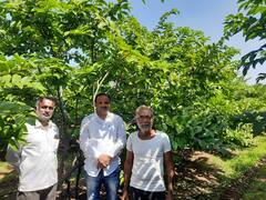 PHOTO : सीताफळाच्या दीड एकरातून 12 लाखांचे उत्पन्नाची अपेक्षा