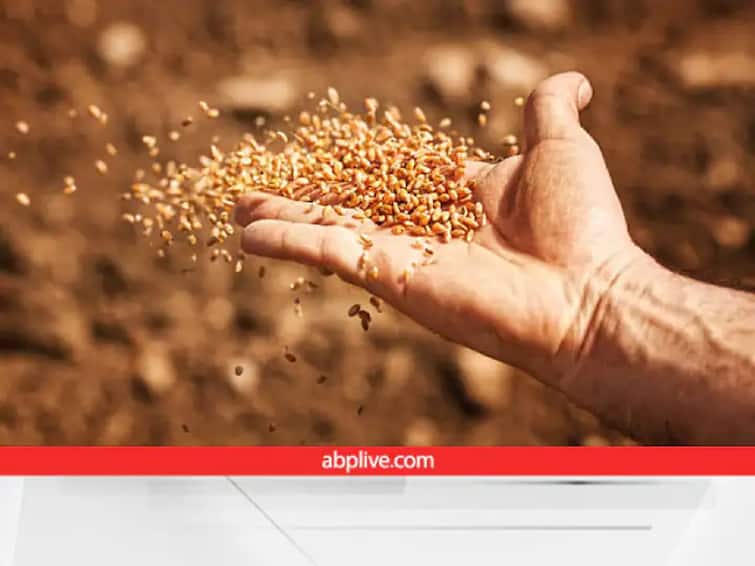 wheat gram and barley seeds are available at 50 percent subsidy in rajasthan Seed Subsidy : रब्बी हंगामासाठी शेतकऱ्यांना बियाणे खरेदीत 50 टक्के अनुदान, 'या' सरकारचा मोठा निर्णय