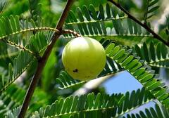 Amla Benefits : रोगप्रतिकारशक्ती वाढवायचीय? आवळ्याचे सेवन करा