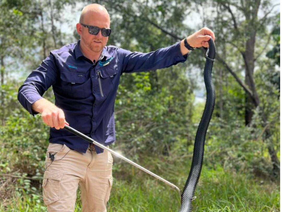 Australian woman looks behind moving microwave to find two pythons ...