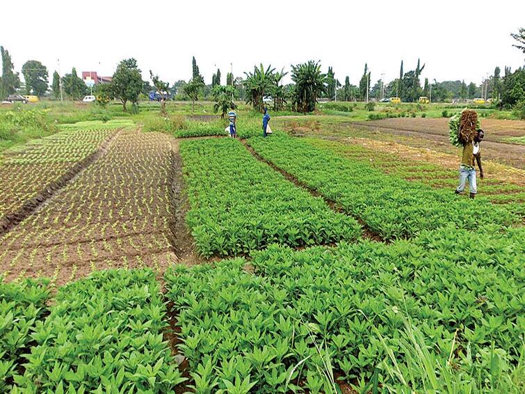 IIT Madras Farmers NGO Develops Cost Effective Transportation System To Address Labour Shortage Agriculture : விவசாய தொழிலாளர் பற்றாக்குறைக்கு தீர்வு...! ஐ.ஐ.டி. ஆராய்ச்சியாளர்களின் புதிய கண்டுபிடிப்பு..