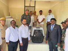 अपनों से बिछड़े गिद्ध को परिवार से मिलाने की कोशिश जारी, कन्याकुमारी से एयरलिफ्ट कर लाया गया जोधपुर