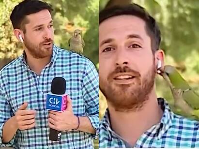 Parrot in Chile snatches earpiece from reporter video goes viral Watch Video: நேரலையில் செய்தியாளரிடம் திருட்டு..! நெட்டிசன்கள் இதயத்தை கொள்ளை கொண்ட கிளி..