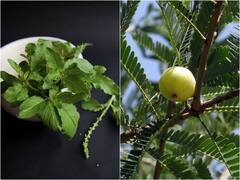 క్షీరాబ్ది ద్వాదశికి ఒక్కో చోట ఒక్కో పేరు - ఉసిరి కొమ్మకు, తులసికి పెళ్లి ఎందుకు చేస్తారో తెలుసా?