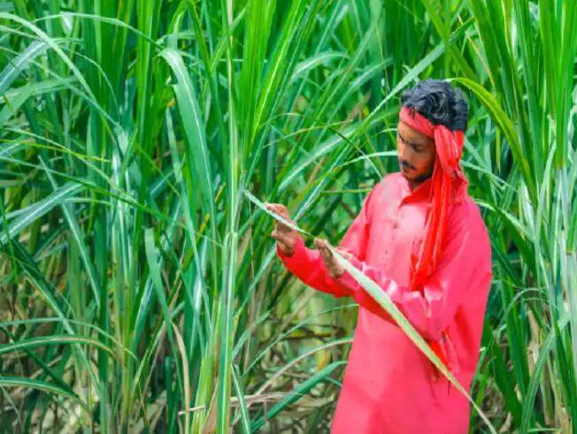 new variety of sugarcane will yield 55 tonnes per acre Sugarcane Cultivation: ਗੰਨੇ ਦੀ ਨਵੀਂ ਕਿਸਮ 55 ਟਨ ਪ੍ਰਤੀ ਏਕੜ ਦੇਵੇਗੀ ਝਾੜ , ਕਿਸਾਨਾਂ ਦੀ ਵਧੇਗੀ ਆਮਦਨ