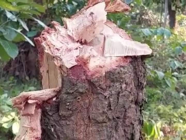 Balrampur News: वन विभाग की लापरवाही से ग्रामीणों ने काट दिए 500 से अधिक पेड़, अधिकारियों बोले- झाड़ियों की सफाई हुई