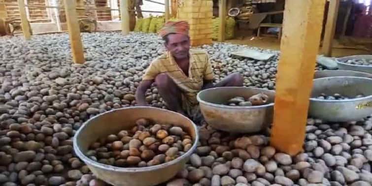 Hooghly Singur Potato Farmers worried about less price they are getting Hooghly News: পাইকারি বাজারে দাম তলানিতে, মাথায় হাত সিঙ্গুরের আলুচাষিদের
