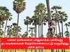 பனை மரங்களை பாதுகாக்க பல்வேறு நடவடிக்கைகள் மேற்கொள்ளப்பட்டு வருகிறது -  தமிழக அரசு