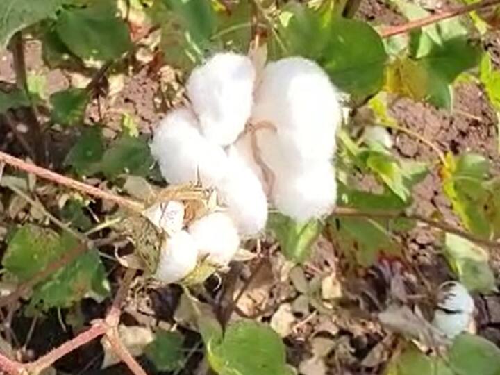 Nandurbar Agriculture News  Cotton theft in Nandurbar district  Nandurbar : वेचणीसाठी आलेल्या कापसावर चोरांचा डोळा, तर दुसरीकडे मजुरांअभावी कापूस वेचणीला खोडा 