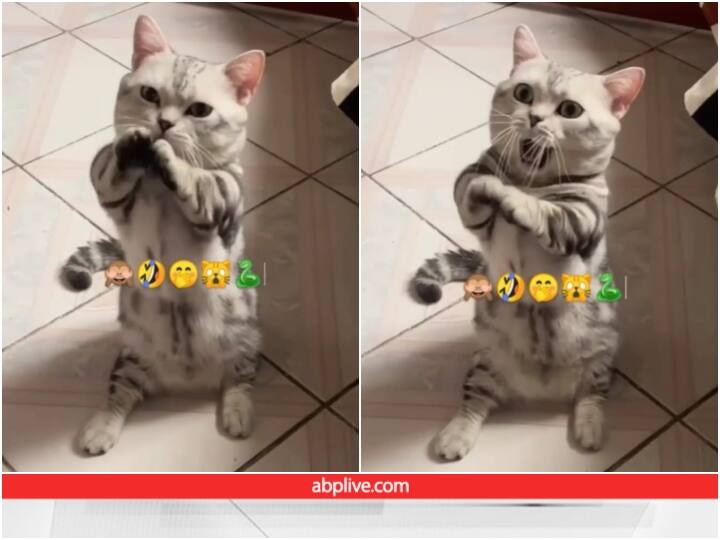 Video: नागिन की धुन पर मदमस्त हुई बिल्ली, हाथ उठाकर करने लगी डांस Cat dancing on nagin tune video goes viral on social media Video: नागिन की धुन पर मदमस्त हुई बिल्ली, हाथ उठाकर करने लगी डांस