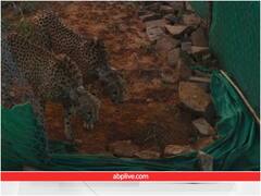 अब जंगल में राज करेंगे नामीबिया से लाए गए चीते, क्वारंटाइन के बाद 2 हुए आजाद