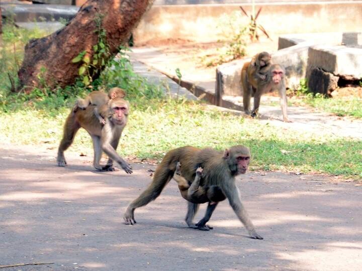 Telangana: 20 से ज्यादा बंदरों ने 70 साल की बुजुर्ग पर किया हमला, चीखती चिल्लाती रही महिला, बचाने नहीं आए पड़ोसी