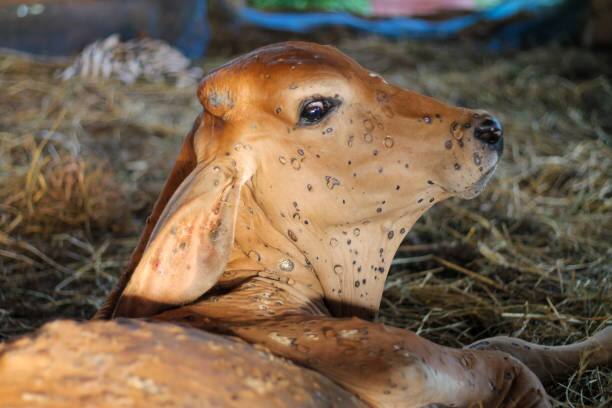 लम्पी आजारामुळं गुरांचे बाजार बंद. नंदूरबार कृषी उत्पन्न बाजार समितीमधील लाखो रुपयांची उलाढाल ठप्प झाली आहे. जनावरांचे बाजार पुन्हा सुरु करण्याची शेतकऱ्यांची मागणी आहे.