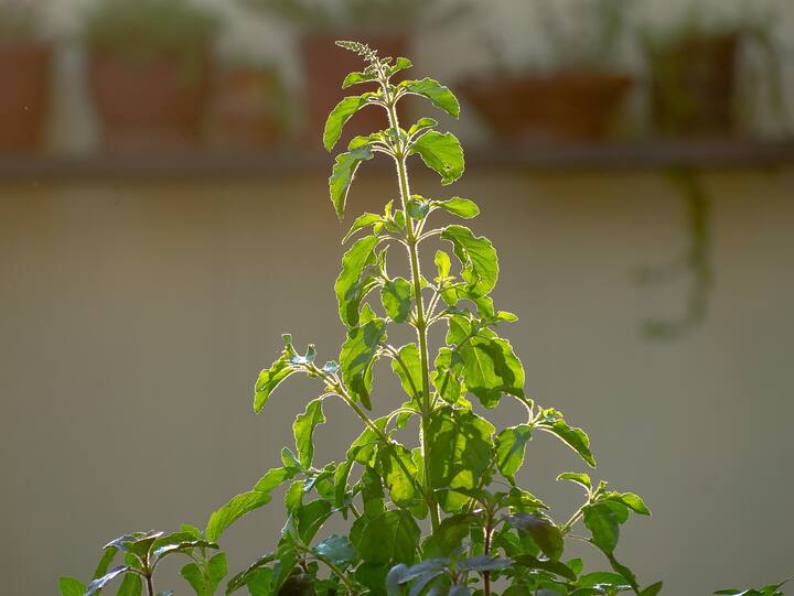 Basil Leave: বলা হয় রবিবার বিষ্ণুরূপে শালগ্রামের সঙ্গে তুলসি দেবীর বিয়ে হয়েছিল।