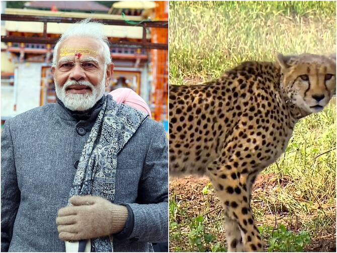 Two Cheetahs From Namibia Introduced In India In September By PM Modi On  His Birthday Kuno National Park Madhya Pradesh Narendra Modi Kuno Habitat  Cheetahs' Quarantine